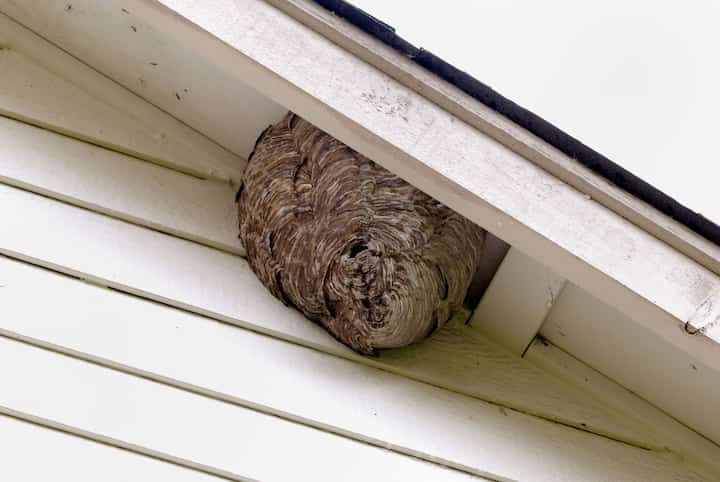 pest control apopka fl